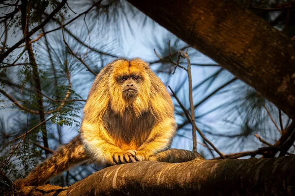Kahverengi bir uluyan maymun (Alouatta caraya), günbatımının altın ışığıyla yıkanmış bir ağaç dalına sessizce tünemektedir. Sıcak parıltı, kalın kürkünü ve heybetli bakışlarını güçlendiriyor. Güney Amerika ormanlarının atalarının ruhunu çağrıştırıyor..