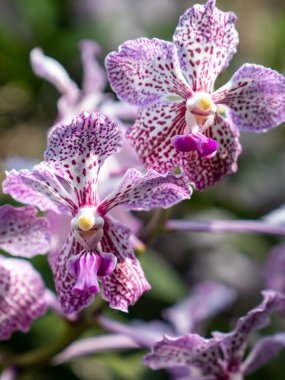 Benekli mor yapraklar ve canlı bir merkez dudak ile Vanda orkidesine çarpıyor. Yumuşak doğal ışıkla çekiliyor. Egzotik detaylarını vurguluyor..