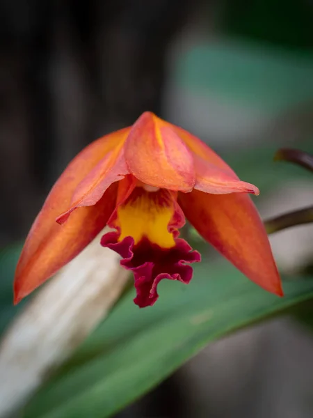 Cattleya orkidesinin yakın çekimi canlı portakal yaprakları ve yumuşak doğal ışıkla vurgulanmış koyu kırmızı bir dudak..