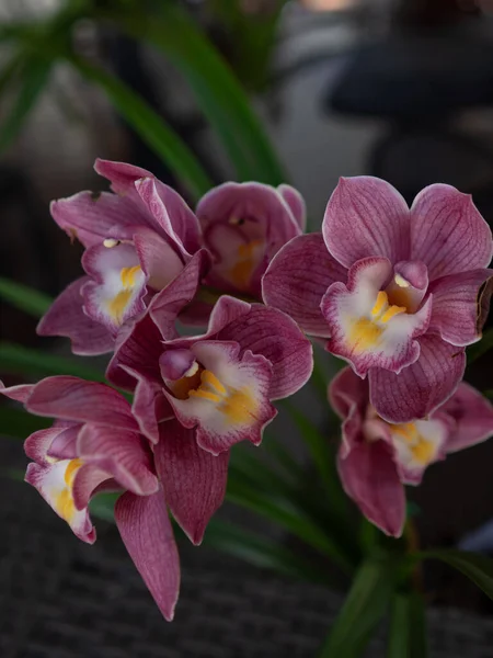 Canlı pembe Cymbidium orkideleri, dokulu taç yaprakları ve parlak sarı-beyaz bir merkezi var. Zarif bir kümede çiçek açıyorlar..