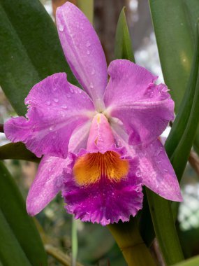 Canlı Dudaklı Pembe Cattleya Orkidesi