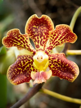 Sarı ve kahverengi yapraklı Vanda orkidesi görüldü. Benzersiz desenini ve yumuşak doğal ışıkla detaylı yapısını gösteriyor..