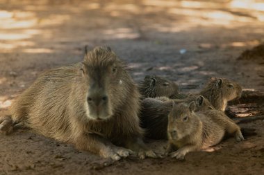 Bir Capybara ailesi yerde dinleniyor, yumuşak doğal ışık altında yakalanmış ve bu Güney Amerika hayvanlarının sakin davranışlarını sergiliyorlar..
