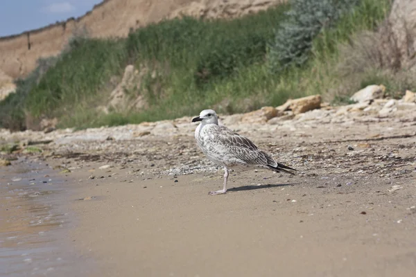 Seagull On A Beach — Stock Photo, Image