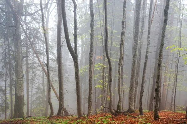 Madeira em nevoeiro — Fotografia de Stock