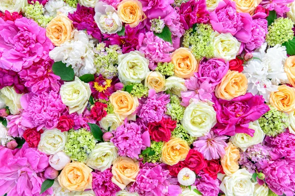 Beautiful flowers — Stock Photo, Image