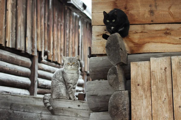 Två katter — Stockfoto