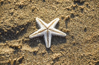 Deniz yıldızı Plajı kum - kopya alanı