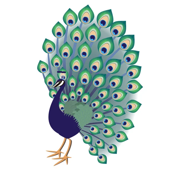 Decorative peacock — Stock Vector