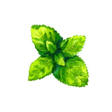 Beyaz zemin üzerine suluboya kekik 