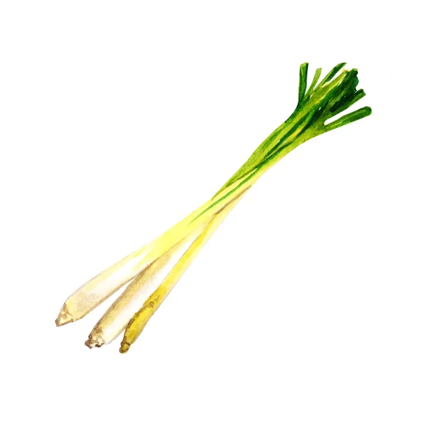 Beyaz zemin üzerine suluboya limon 