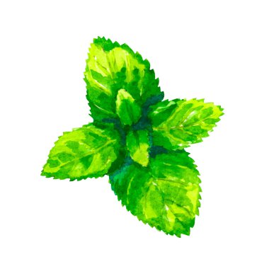 Beyaz arka plan üzerinde izole suluboya kekik