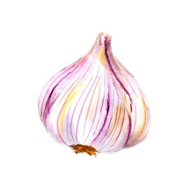 Aquarell Knoblauch isoliert auf weißem Hintergrund — Stockvektor