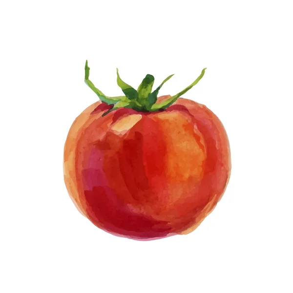 Tomate acuarela aislado sobre fondo blanco — Vector de stock