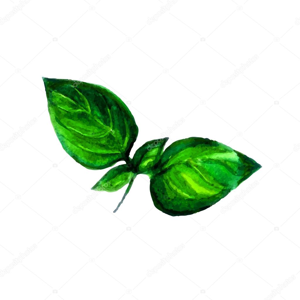 Watercolor basil isolated on white background