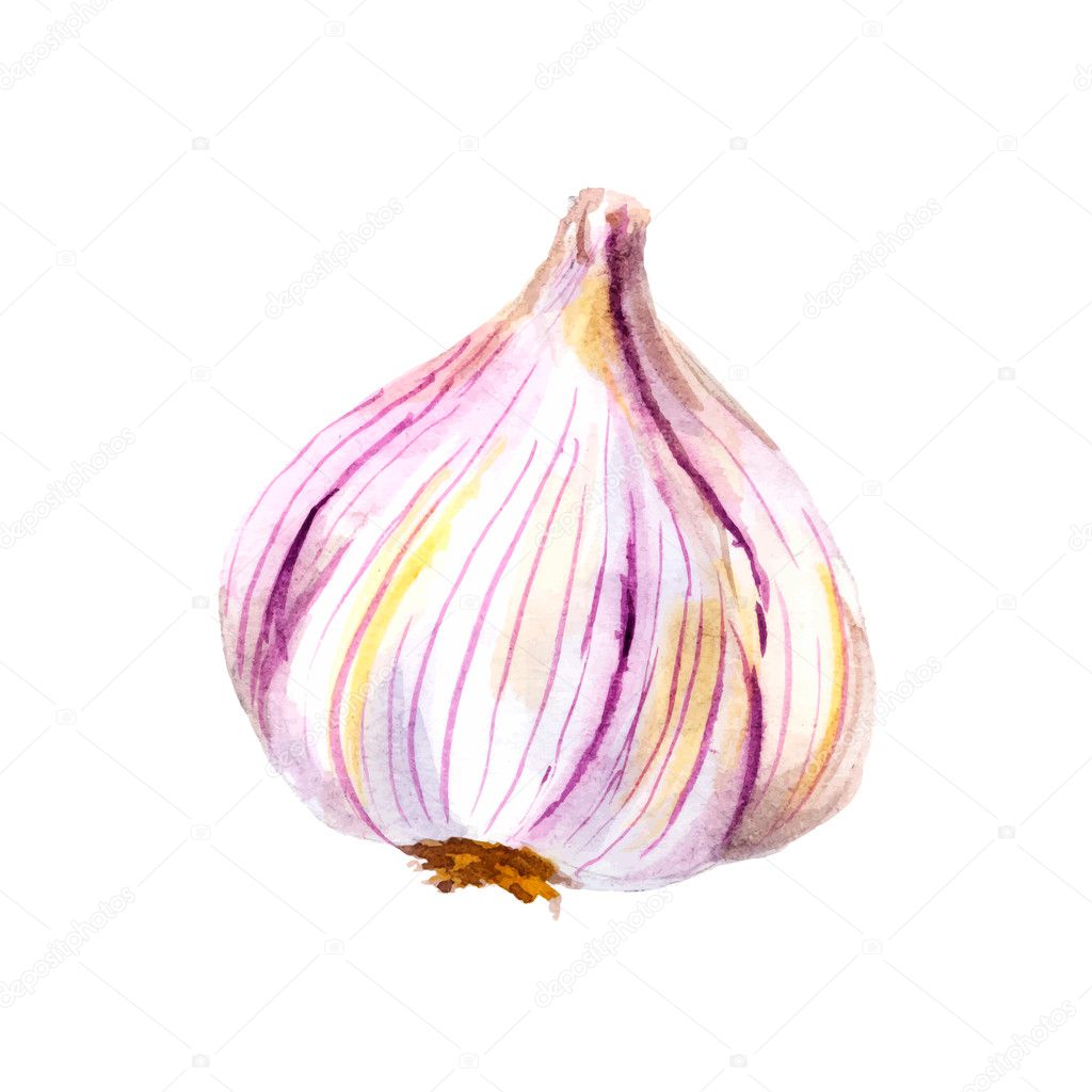 Watercolor garlic isolated on white background
