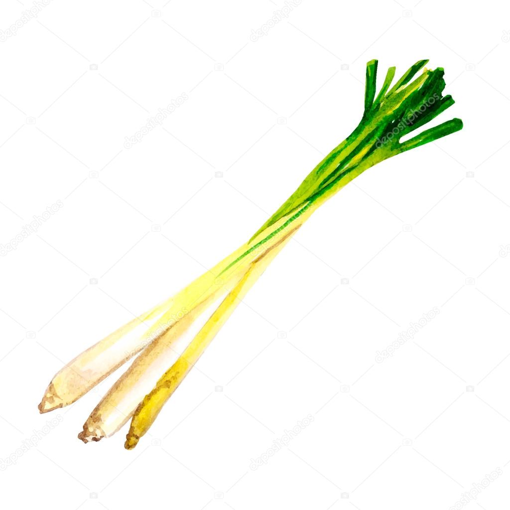 Watercolor lemongrass isolated on white background