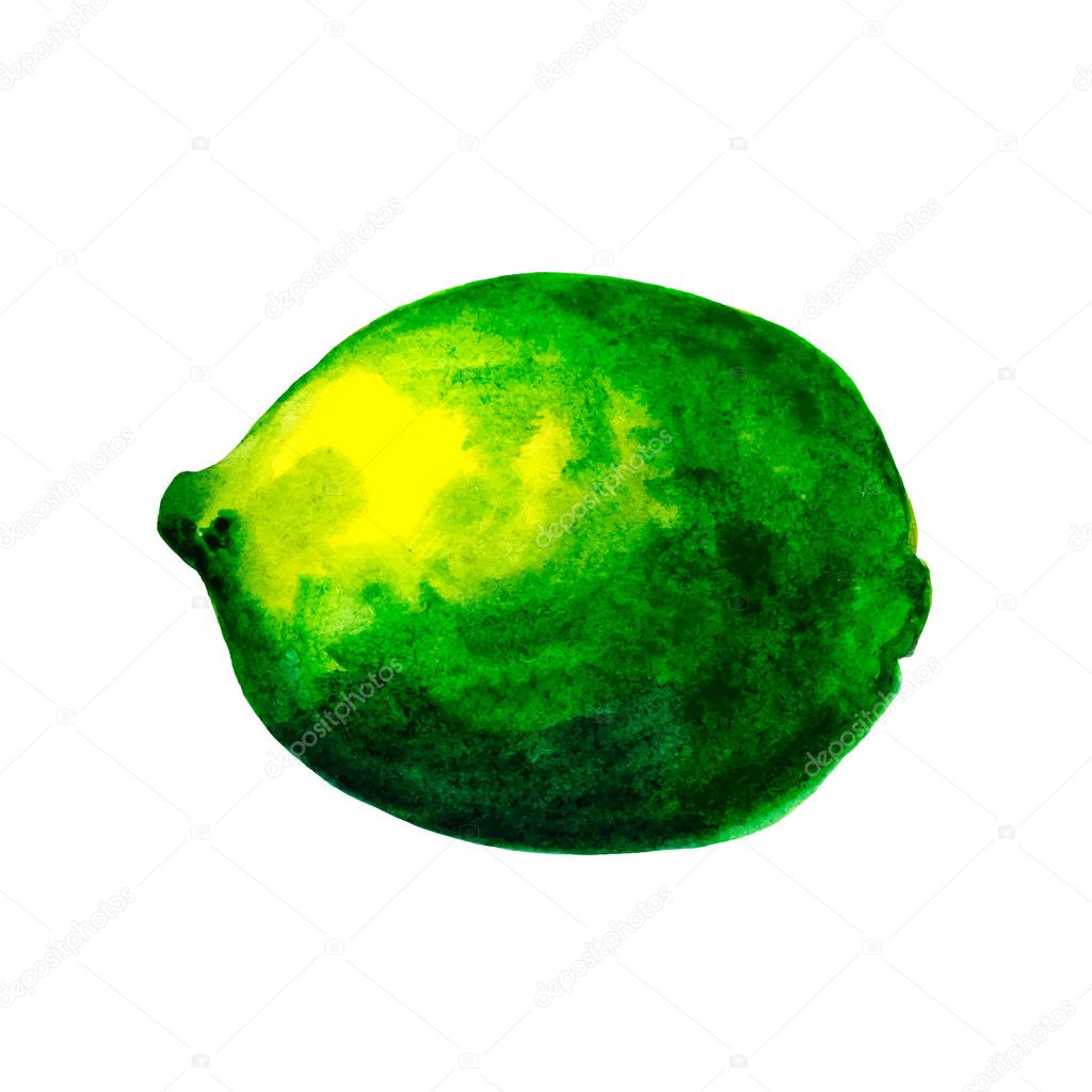 Watercolor lime isolated on white background