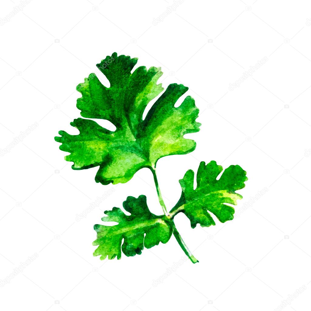 Watercolor parsley isolated on white background