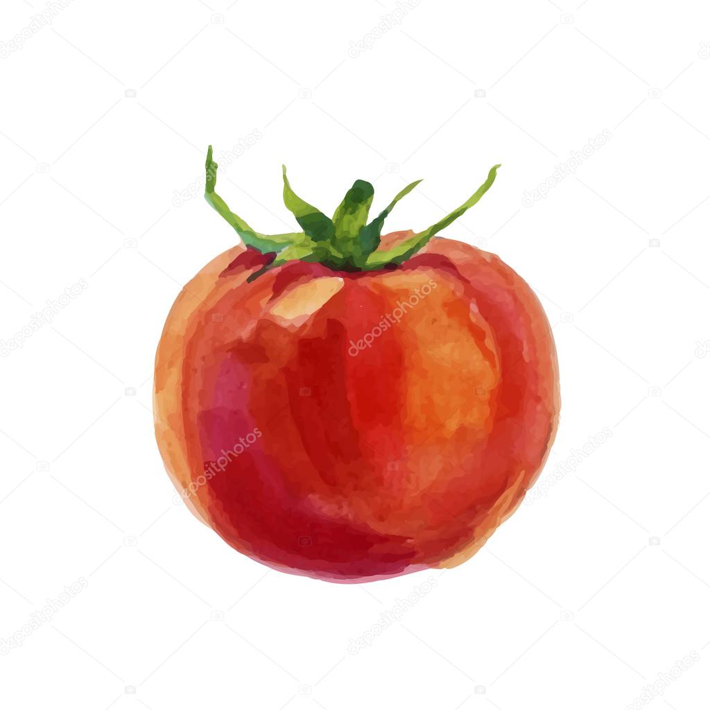 Watercolor tomato isolated on white background