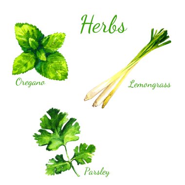 Set of realistic watercolor illustration herbs on white background clipart