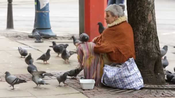 Homeless begging woman pigeons — Stock Video