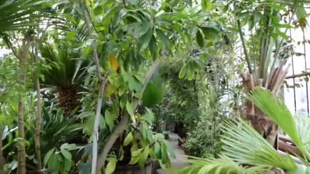 Botanische tuin wandelen — Stockvideo