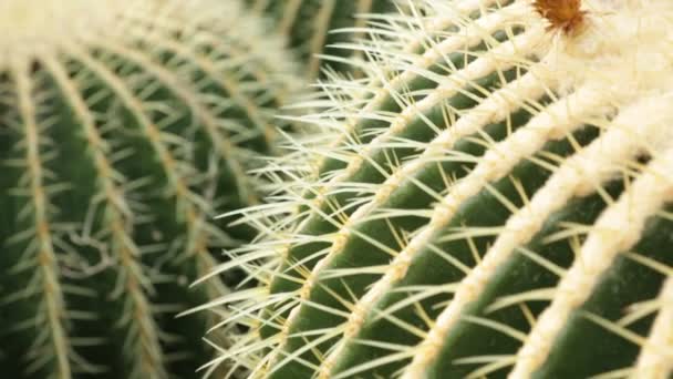 Echinocactus grusonii cacto — Vídeo de Stock