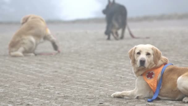 Such- und Rettungshunde — Stockvideo