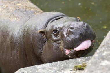 Pygmy hippopotamus tongue clipart
