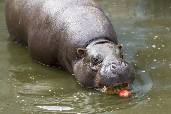 Pygmy hippopotamus eating apple — Stock Photo, Image