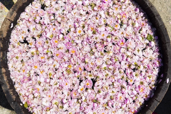 Rosa fiore di rosa in pot-still — Foto Stock