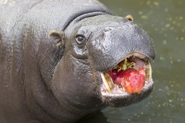 Pygmy hippopotamus eating apple — Stock Photo, Image