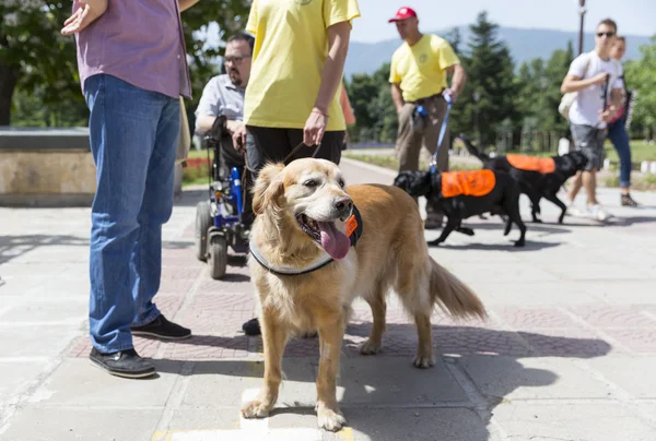 Guia e cães de assistência — Fotografia de Stock