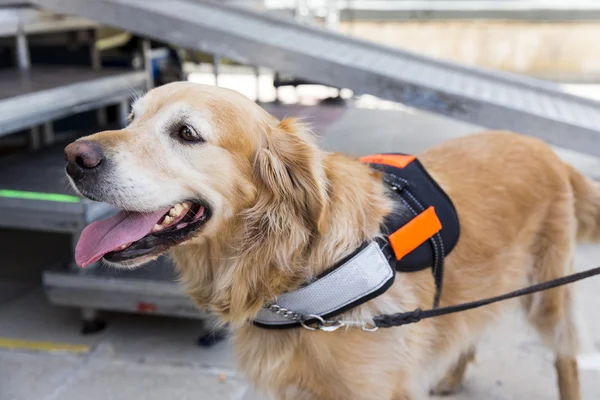 Vodící a asistenční pes — Stock fotografie
