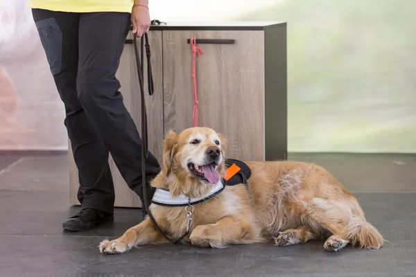 Guía y perro de asistencia — Foto de Stock