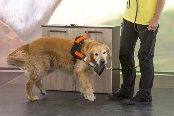 Guía y asistencia monedero para perros — Foto de Stock