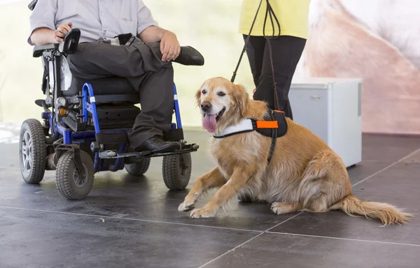 Guide och hjälp hunden — Stockfoto