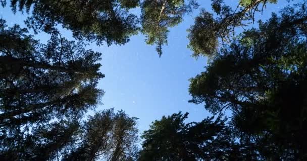 松树树夜空的星星从下面。4 k 放大. — 图库视频影像