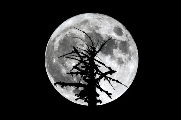 Silueta de árbol muerto de luna llena — Foto de Stock