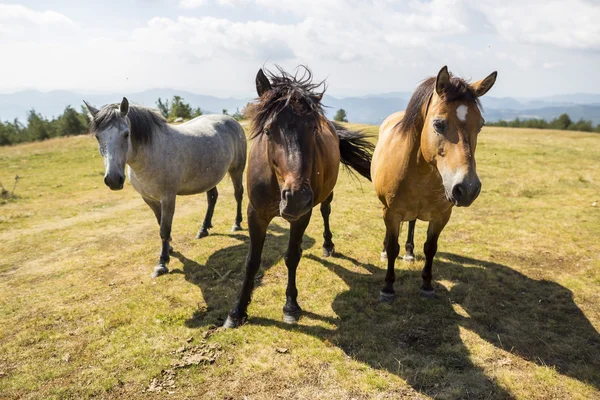 Tres caballos salvajes en la montaña — Foto de Stock