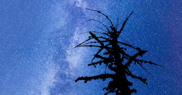 Silhouette albero morto Via Lattea 4k timelapse — Video Stock