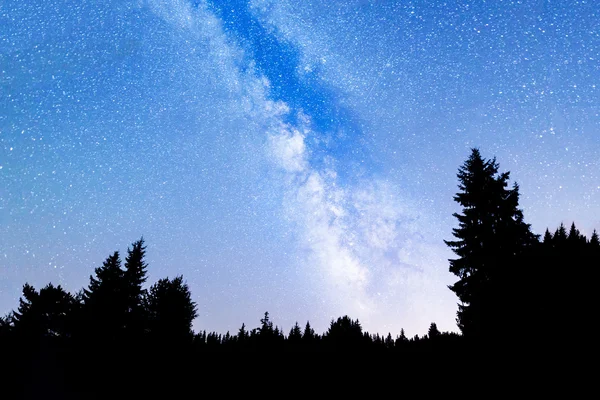 Kiefern Silhouette Milchstraße — Stockfoto