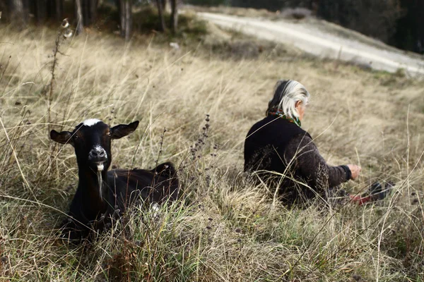 Una capra giace sull'erba accanto al suo proprietario — Foto Stock