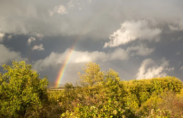 Mooie regenboog over bomen — Stockfoto