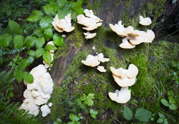 Pleurotus ostreatus mushroom on a tree — Stock Photo, Image
