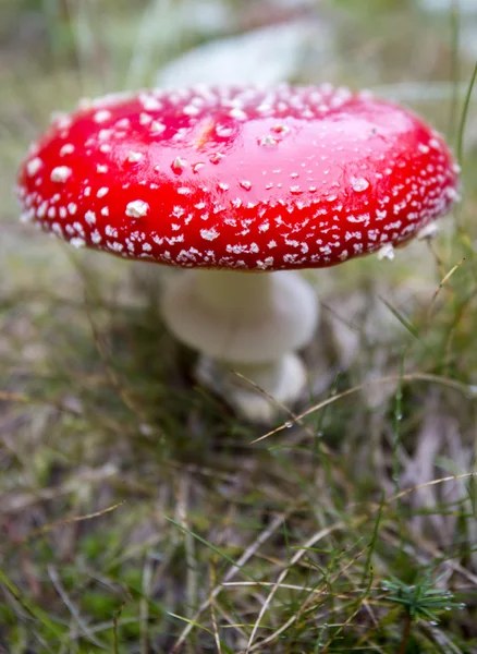Amanita muscaria poisonous mushroom — Stock Photo, Image