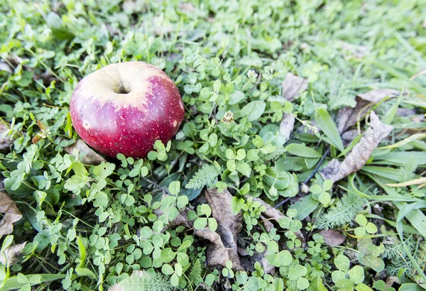 Red apple over grass — Stock Photo, Image