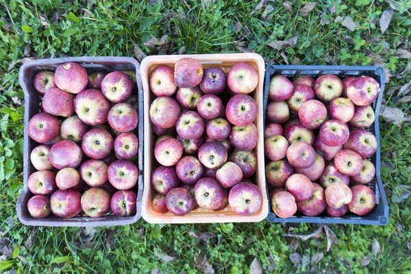 Kasser med epler over gress – stockfoto