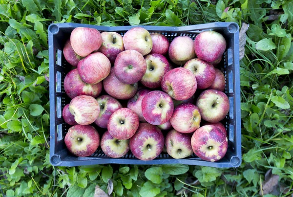 Crate of apples over grass — Stock Photo, Image